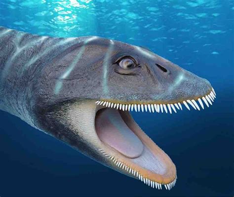 plesiosaur fossil found 33 years ago yields new convergent evolution findings geology page