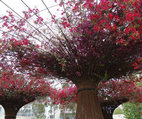Conveniently located just off the 10 freeway between la brea and crenshaw, minutes from usc and dtla. Bougainvillea glabra - Getty Museum - Los Angeles
