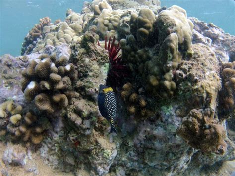 Purple Puffer Fish At Keawakapu Beach Maui Keawakapu Pufferfish