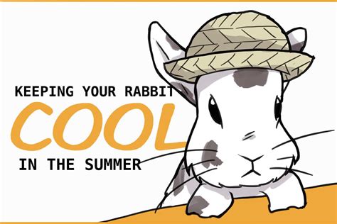 12 Tips To Keep Cool In The Summer A Rabbit Survival Guide