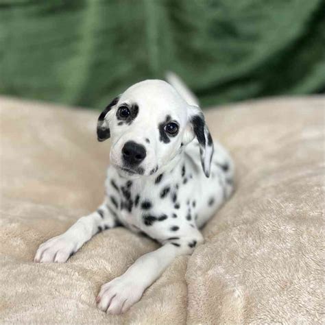 Dalmatian Puppy For Sale Petland Blue Springs