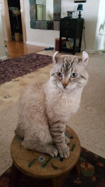 Search through thousands of cats for sale and kittens for sale adverts near me in the usa and europe at animalssale.com. Highland Lynx Cats For Sale | Colorado Springs, CO #191715