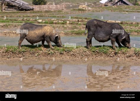 Vietnamese Pot Bellied Pigs Stock Photo Alamy