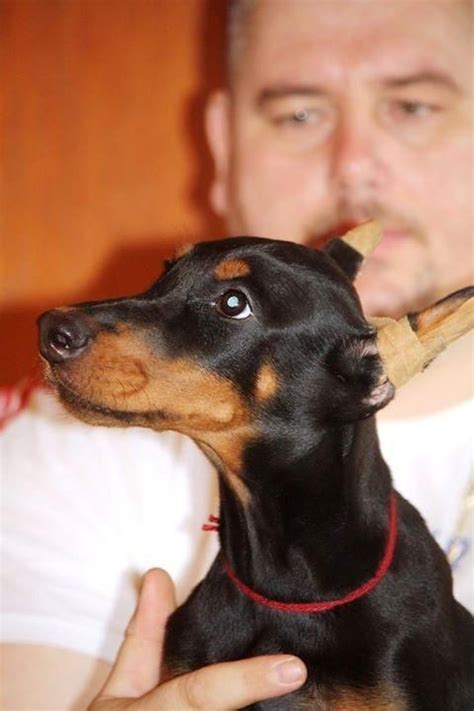 You can email any part of your application to and please include the name of the pet you are wishing to adopt as the subject line. Doberman Pinscher Puppies For Sale | Fayetteville, NC #145787