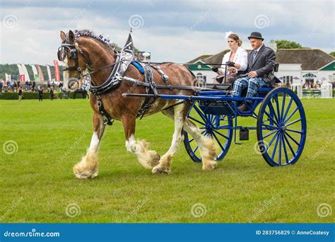 Great Yorkshire Show Harrogate Uk Tuesday 11 2023 Male And Female