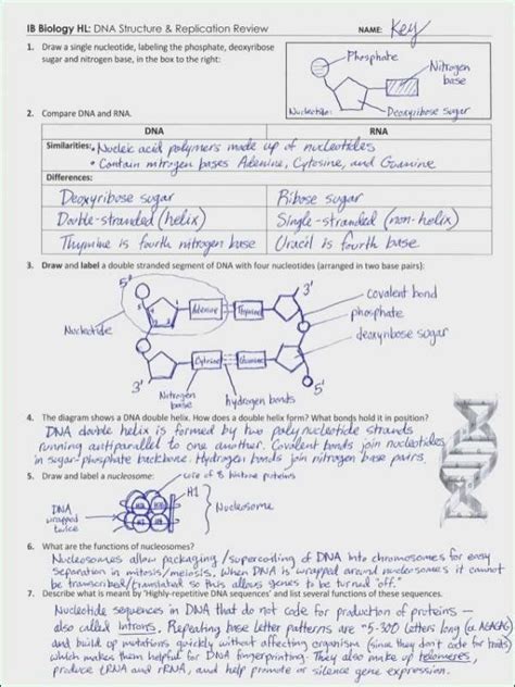 Chapter 8 from dna to proteins worksheet answer key + my feb 19, 2021chapter 8 from dna to proteins chapter 12 dna and rna chapter vocabulary review identify each key and chromosome mutation worksheet gene dna base: Pin on Editable Worksheet Templates