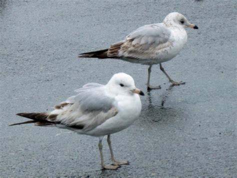 Variation In Immature Ring Billed Gulls April Sibley Guides