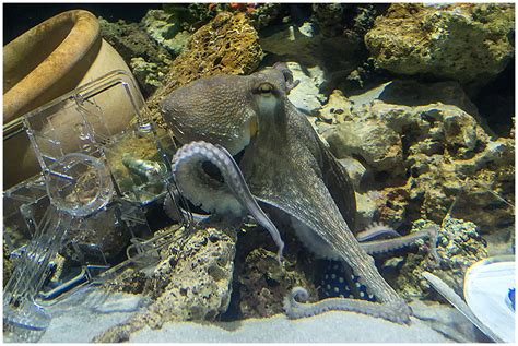 Oktopus with actionpoint suite required for qwizdom actionpoint users. Oktopus 2 Foto & Bild | tiere, zoo, wildpark & falknerei ...