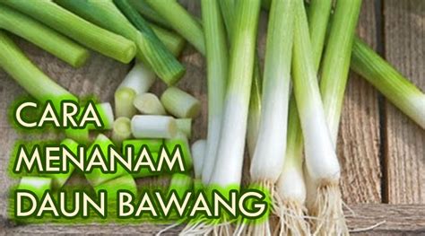 Jika dilihat dari bentuknya ada dua jenis daun bawang pertama allium fistulosum atau bawang prai merupakan jenis bawang daun yang mempunyai bentuk besar berongga dan berujung runcing. Cara Menanam Daun Bawang (Lengkap!) - Kutanam