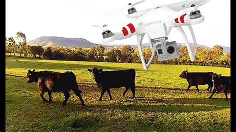 Checking Cattle With The Original Phantom One Drone Youtube