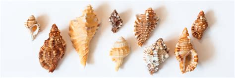 Different Types Of Shells Various Types Of Conch Sea Shells Stock