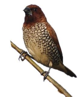 Burung Pipit Gelatik | Bondol | Peking | Dan Gereja