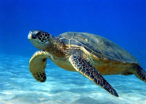 Pin By Adriana Anindya On Our Precious Sea Turtles Sea Turtle
