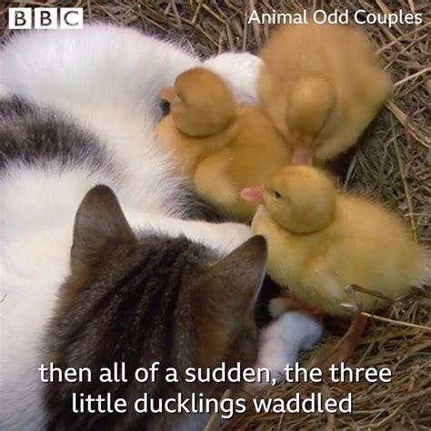 Animal Odd Couples The Cat And The Ducklings This Is The Cutest