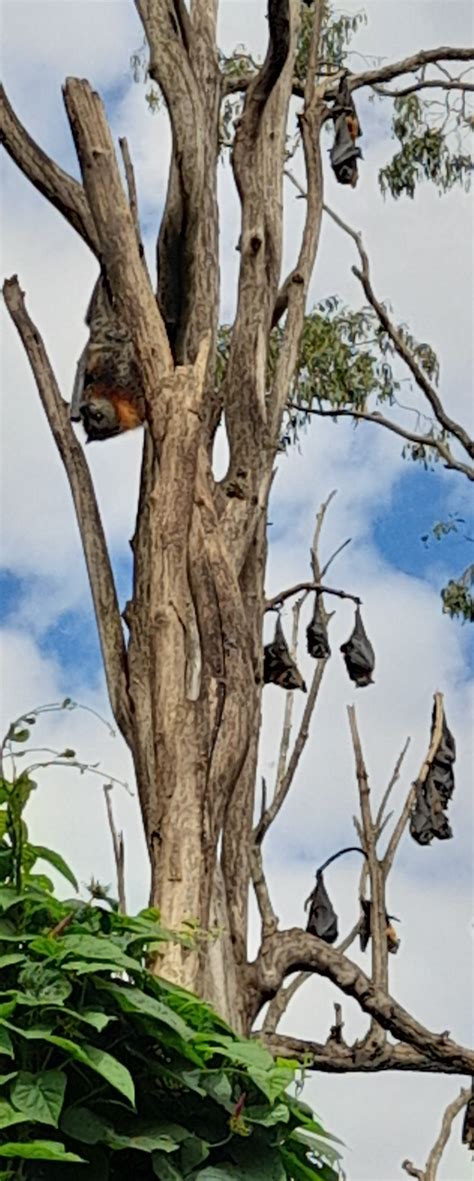 Flying Foxes In The Clarence Valley Clarence Conversations