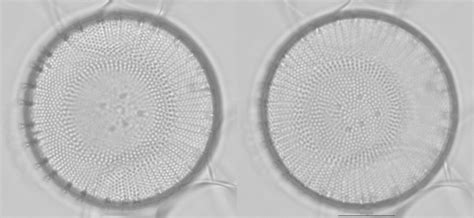 Image 6tif Species Diatoms Of North America