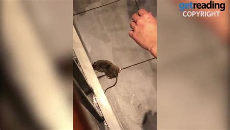 Huge Rat Filmed Running Rings Around Kfc Staff Who Stamp On It After It