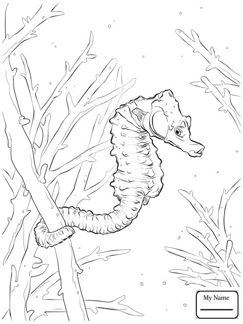Home / animals / seahorse. Realistic Seahorse Drawing at GetDrawings | Free download
