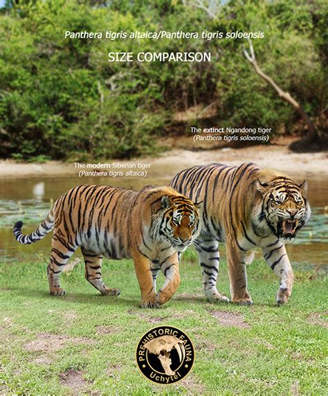 Ngandong Tiger And Amur Tiger Size Comparison By Rom U On Deviantart