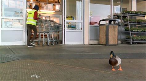 This has revolutionized grocery/household shopping for me. Ballard Fred Meyer's feathered mascot - My Ballard