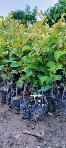 Full Sun Exposure Green Apple Ber Fruit Plant For Garden At Rs 30piece In Nagpur