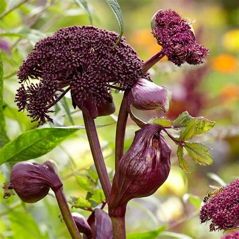 Buy Angelica Angelica Gigas £699 Delivery By Crocus