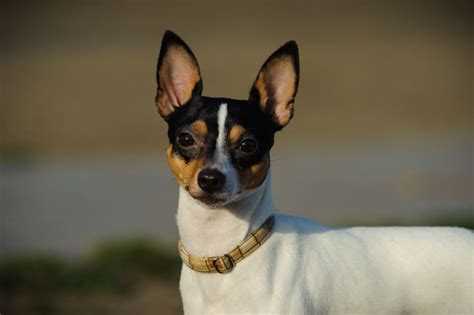 Miniature Fox Terrier Dog Breed Profile Personality Facts