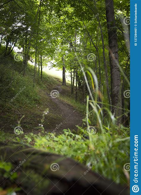 Path In The Woods Stock Image Image Of Rain Congaree 127284401