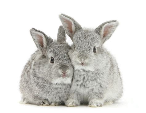 Two Baby Silver Rabbits Photograph By Warren Photographic Pixels