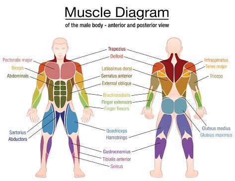 A muscle's job is to pull together the points to in the diagrams below, when you see muscle names that are the same color, it means they are an. Muscle Diagram Most Important Muscles Of An Athletic Male Body Anterior And Posterior View ...