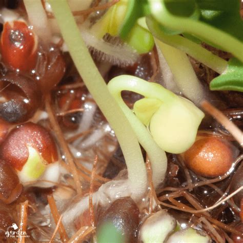 4 Ways To Germinate Seeds Quickly Garden For Beginners