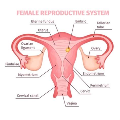 Fungsi Ovarium Dan Organ Reproduksi Wanita Lainnya