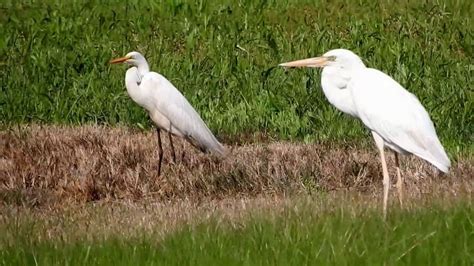 Great White Heron With Smaller Great Egret To Left For Comparison