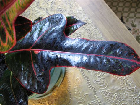 We did not find results for: How to Water Croton?