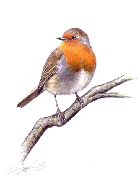 Robin Bird Drawing At Getdrawings Free Download