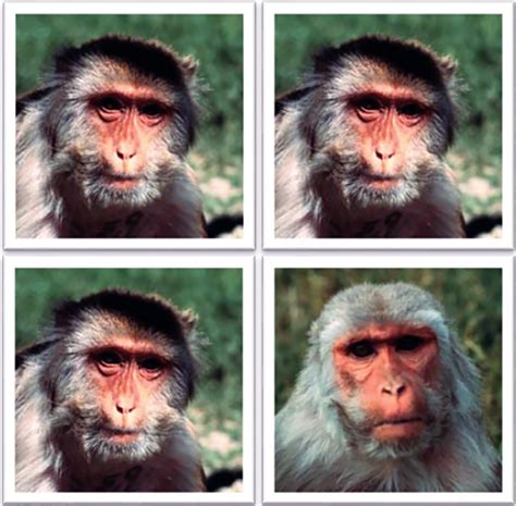 Solitary Monkeys Missed Social Cues As Infants Spectrum Autism