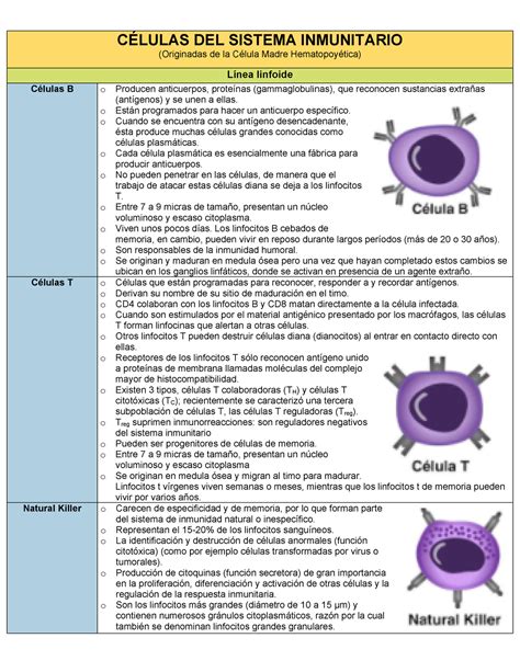 Células Del Sistema Inmune Cuadro Comparativo CÉlulas Del Sistema