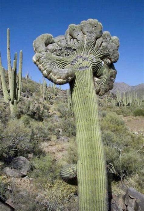 Cacti are a type of plant called succulents. Amazing Saguaro Cactus Of Sonoran Desert | Funzug.com
