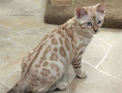 Rosettes and spots may be displayed on the. Leopard Bengal Breeder with Kittens for Adoption - Lap ...
