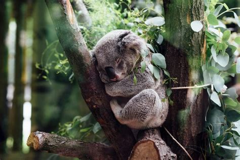 This Cute Koala Felt Tired After Some Play And Fell Asleep On The Tree