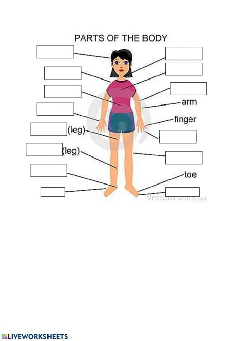 Ejercicio Interactivo Gratuito De Parts Of The Body Line Chart Body