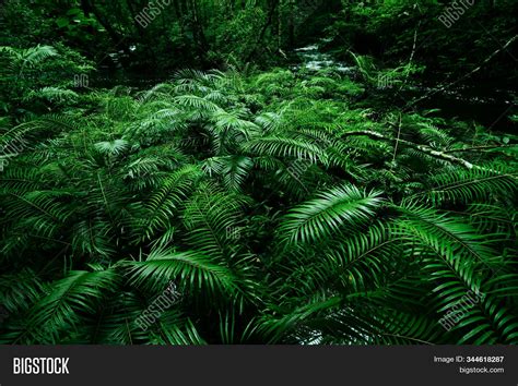 Tropical Fern Bushes Image And Photo Free Trial Bigstock