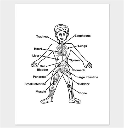 12 Human Body Outline Templates In Word And Pdf Doc Formats