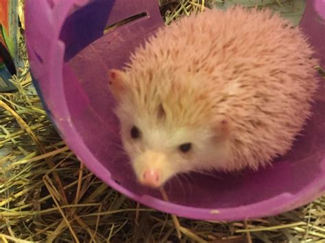 5305 ne 121st ave vancouver, wa 98682 united states of america. Hedgehog For Sale in Iowa (2) | Petzlover