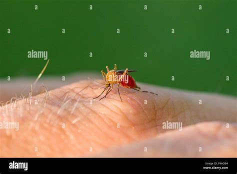Un mosquito morder y alimentarse de la sangre de un huésped humano Fotografía de stock Alamy