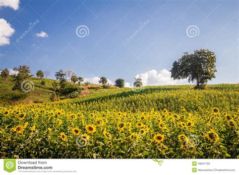 Sun Flowers Field Blue Sky And And Bright Sun Lights Stock Photo