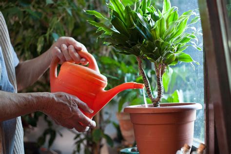 How To Water A Houseplant Learn The Basics Of Watering A Houseplant