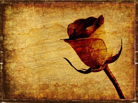 Vintage Rose Background Free Stock Photo Public Domain Pictures
