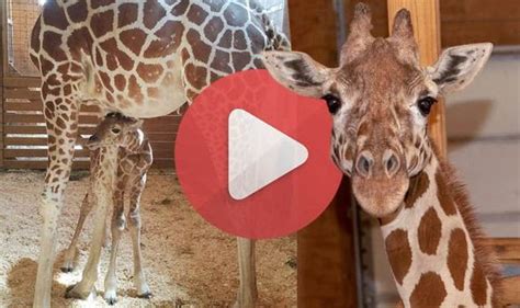 April The Giraffe Cam How To Watch Live Stream Sensation Give Birth