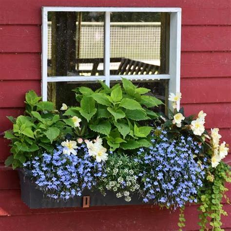 3 Plant Lists For Gorgeous Window Box Combinations Window Box Flowers
